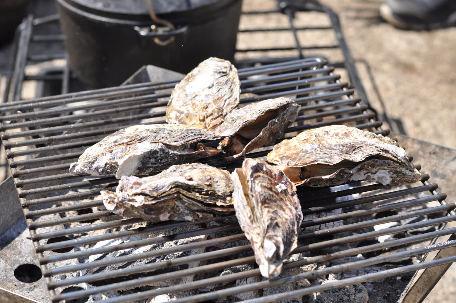 Oysters in their shells on a wire grill