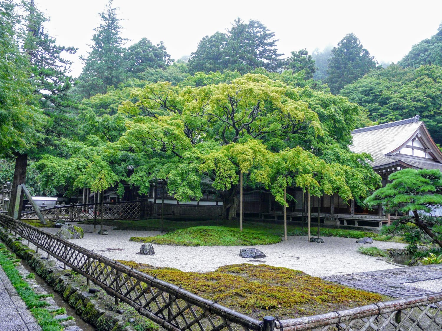 The great maple tree in front of the hall at Raizan Sennyoji temple, Itoshima